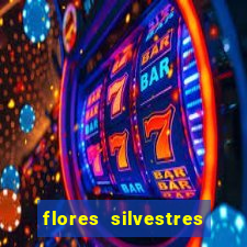 flores silvestres desbravadores desbravadores 25 flores silvestres e seus nomes